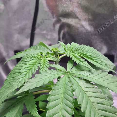 Cookie growlog timeline photo