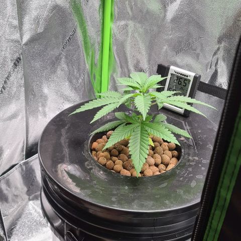 Cookie growlog timeline photo