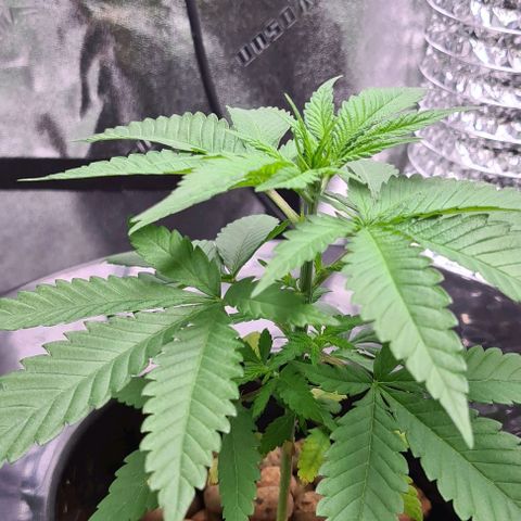 Cookie growlog timeline photo