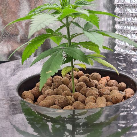 Cookie growlog timeline photo