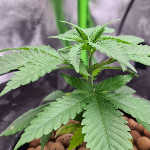 Cookie growlog timeline photo
