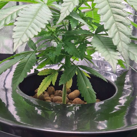Cookie growlog timeline photo