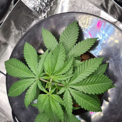 Cookie growlog timeline photo
