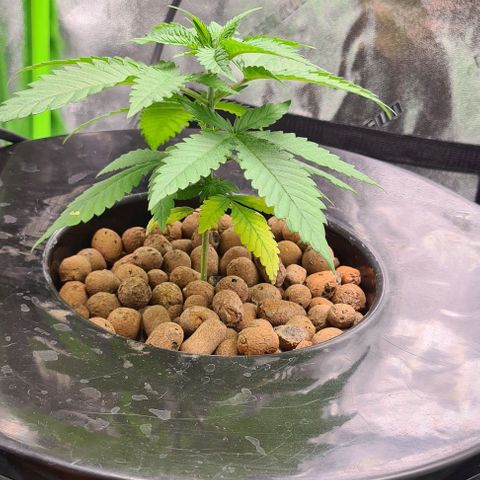 Cookie growlog timeline photo