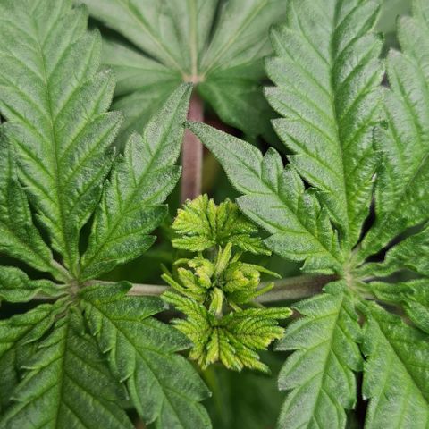 Cookie growlog timeline photo