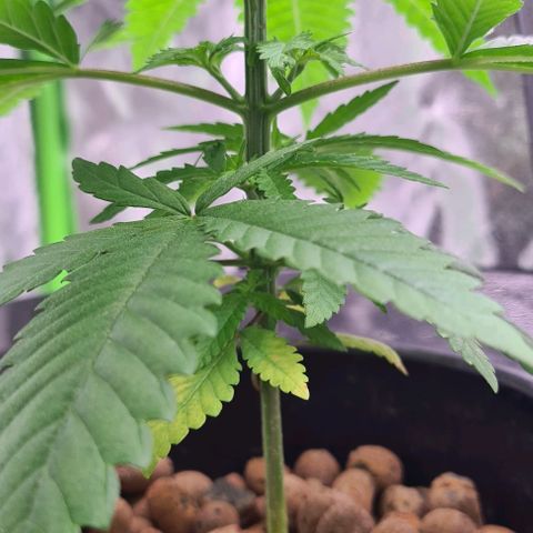 Cookie growlog timeline photo