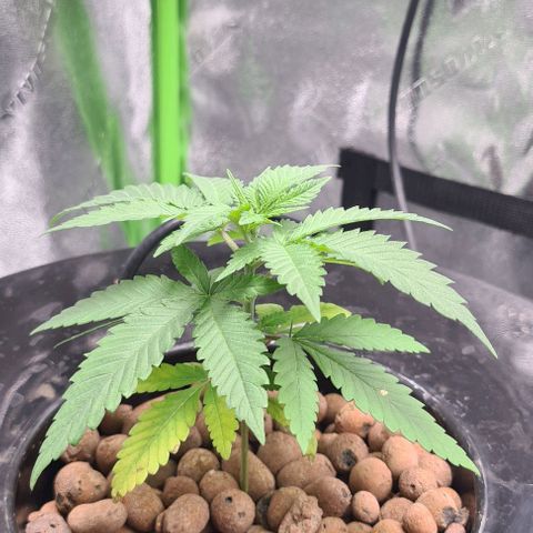 Cookie growlog timeline photo
