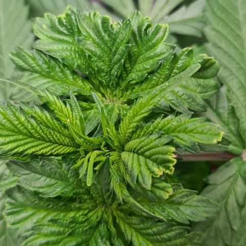Cookie growlog timeline photo