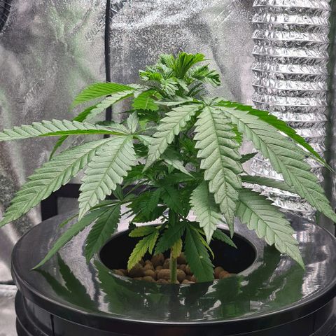 Cookie growlog timeline photo