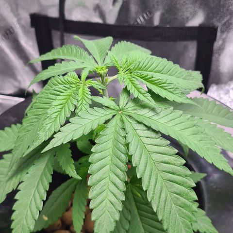 Cookie growlog timeline photo