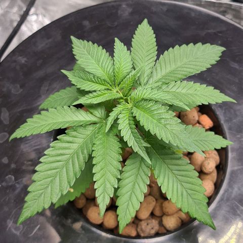 Cookie growlog timeline photo