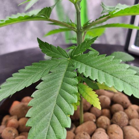 Cookie growlog timeline photo