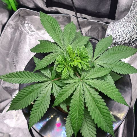 Cookie growlog timeline photo
