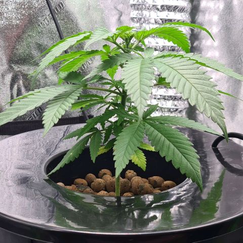 Cookie growlog timeline photo