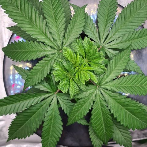 Cookie growlog timeline photo