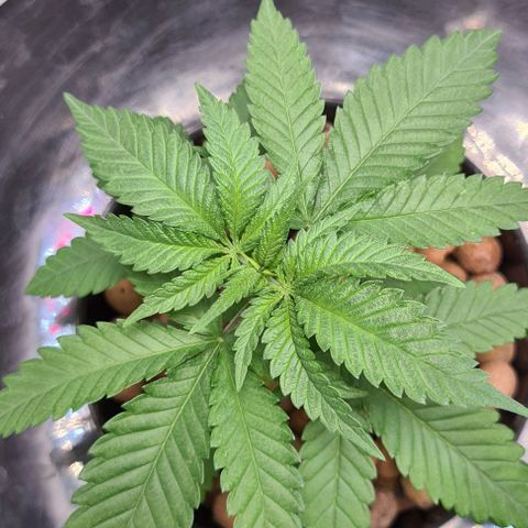 Cookie growlog timeline photo