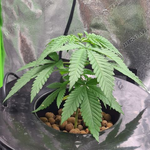 Cookie growlog timeline photo