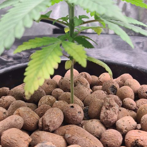 Cookie growlog timeline photo