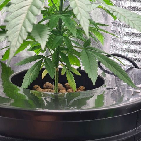 Cookie growlog timeline photo