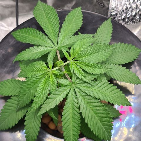 Cookie growlog timeline photo