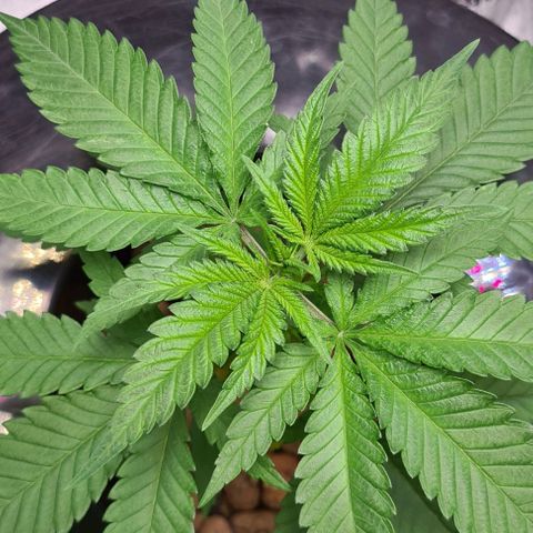 Cookie growlog timeline photo