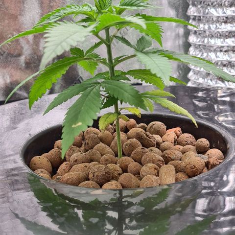 Cookie growlog timeline photo