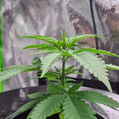 Cookie growlog timeline photo