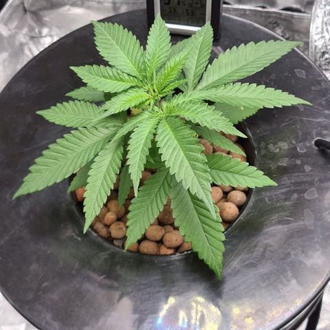 Cookie growlog timeline photo