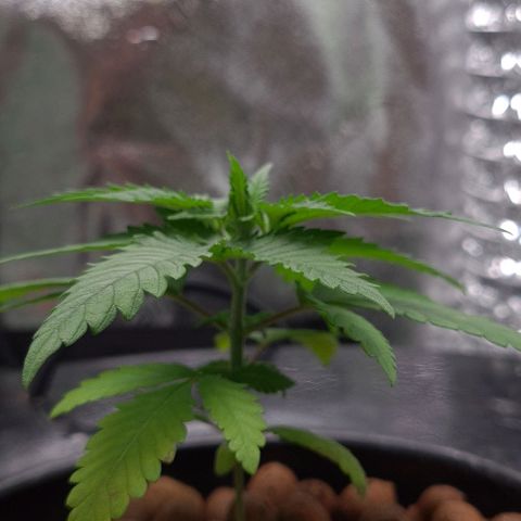 Cookie growlog timeline photo