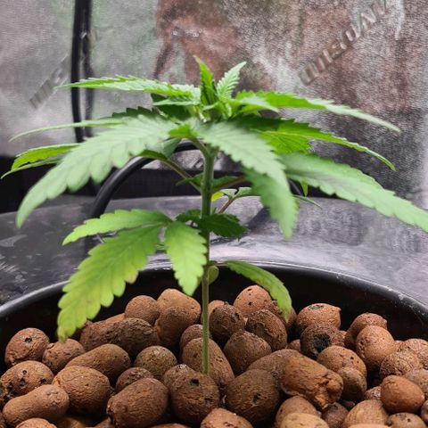 Cookie growlog timeline photo
