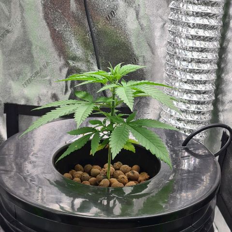 Cookie growlog timeline photo