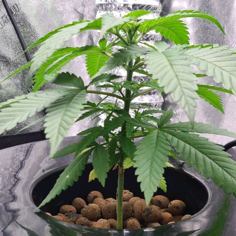 Cookie growlog timeline photo