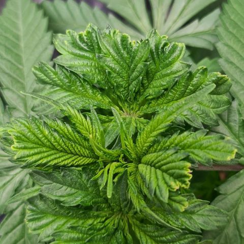 Cookie growlog timeline photo