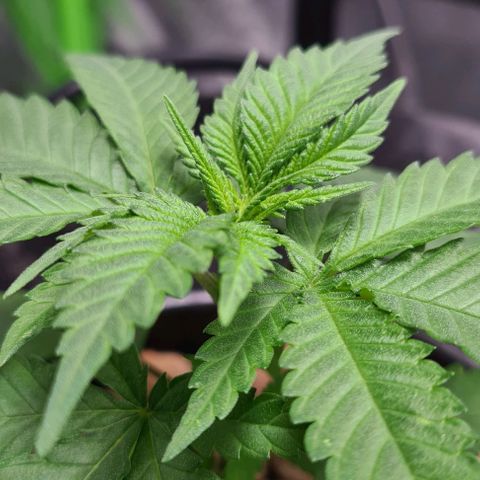 Cookie growlog timeline photo