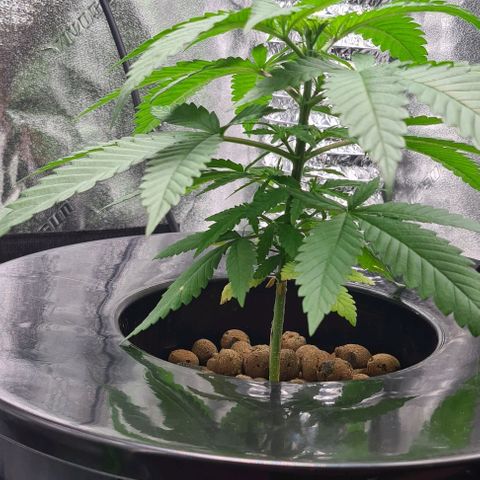Cookie growlog timeline photo