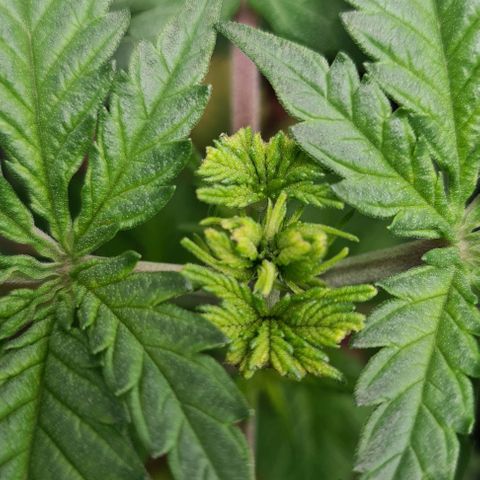 Cookie growlog timeline photo