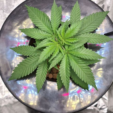Cookie growlog timeline photo