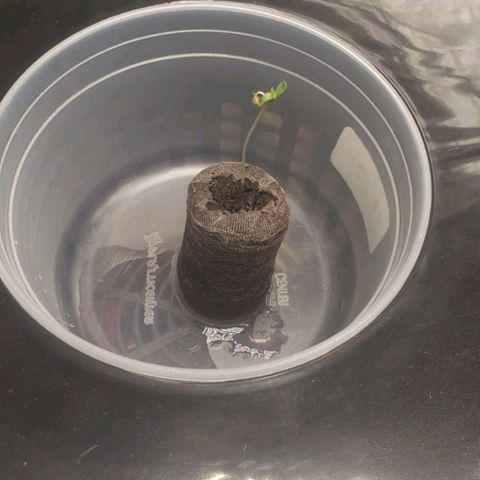 Cookie growlog timeline photo