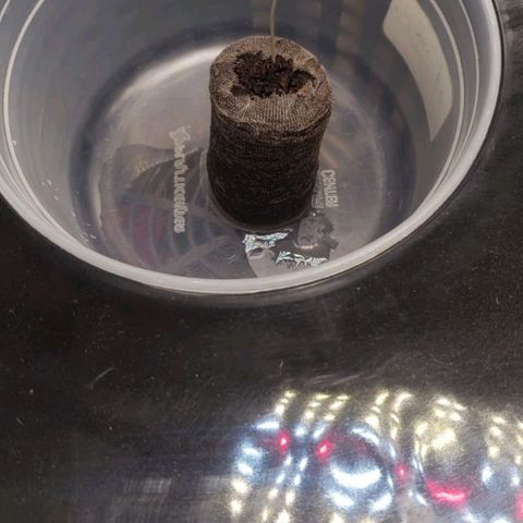 Cookie growlog timeline photo