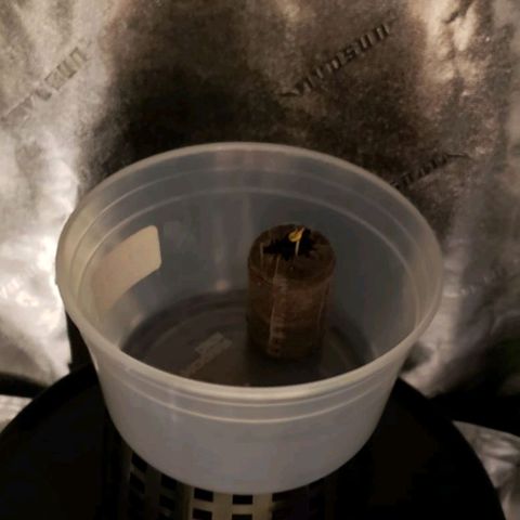 Cookie growlog timeline photo