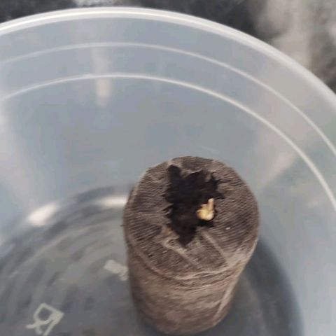 Cookie growlog timeline photo