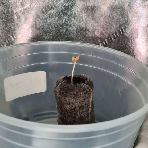 Cookie growlog timeline photo