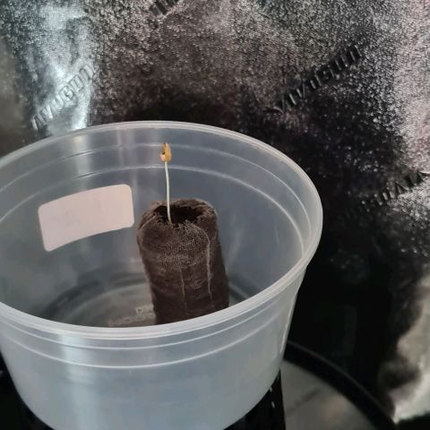Cookie growlog timeline photo