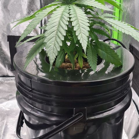 Cookie growlog timeline photo