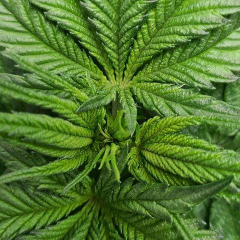 Cookie growlog timeline photo