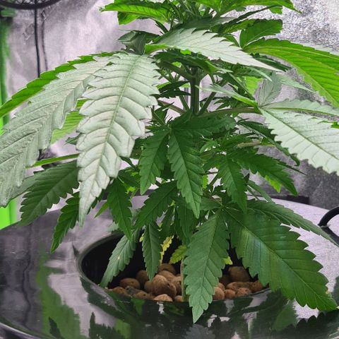 Cookie growlog timeline photo