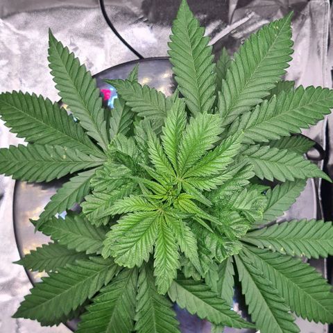 Cookie growlog timeline photo