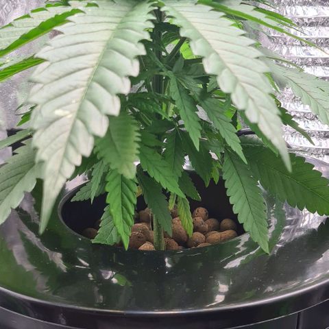 Cookie growlog timeline photo