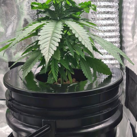 Cookie growlog timeline photo