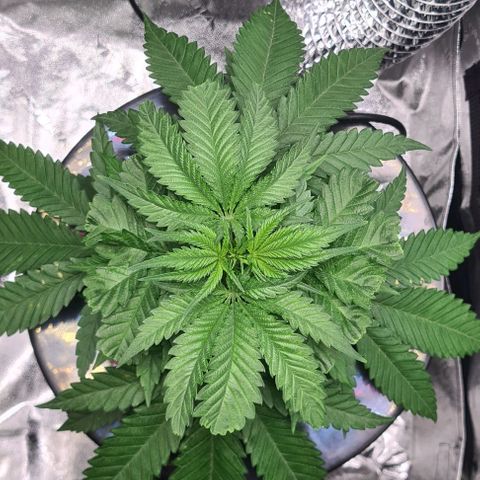 Cookie growlog timeline photo